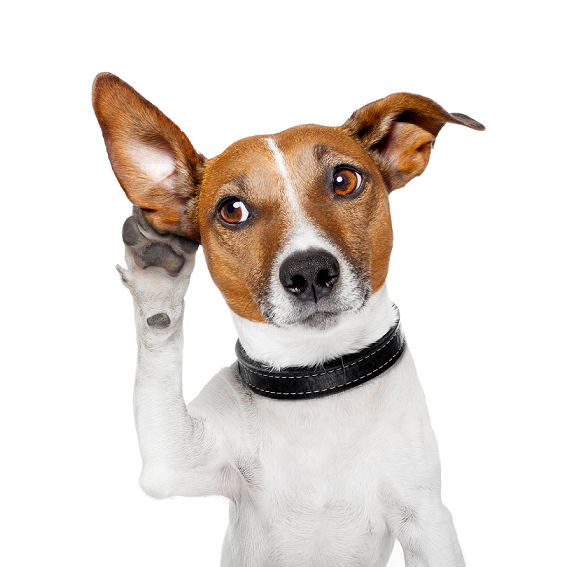 a-jack-russell-terrier-with-attuned-ears-for-active-listening