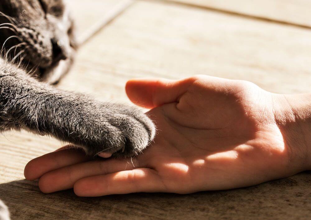 human-hand-and-cat’s-paw-touching