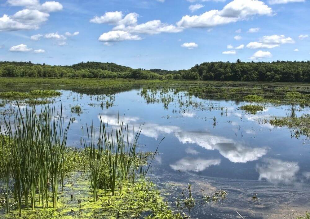 wetland-ecosystem