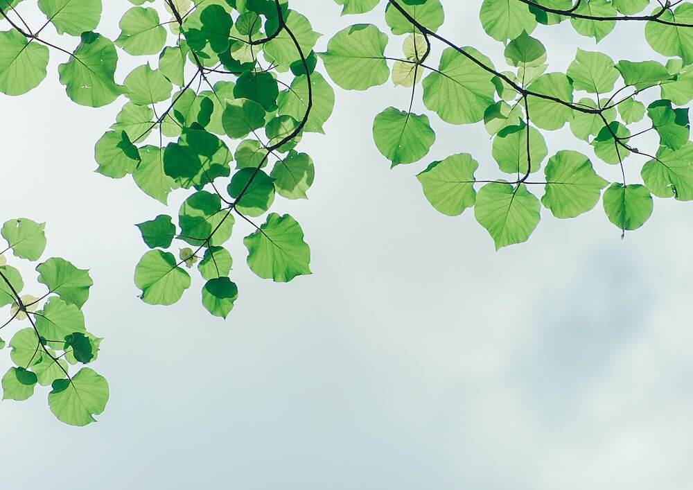 a-cluster-of-bright-green-leaves-against-blue-sky