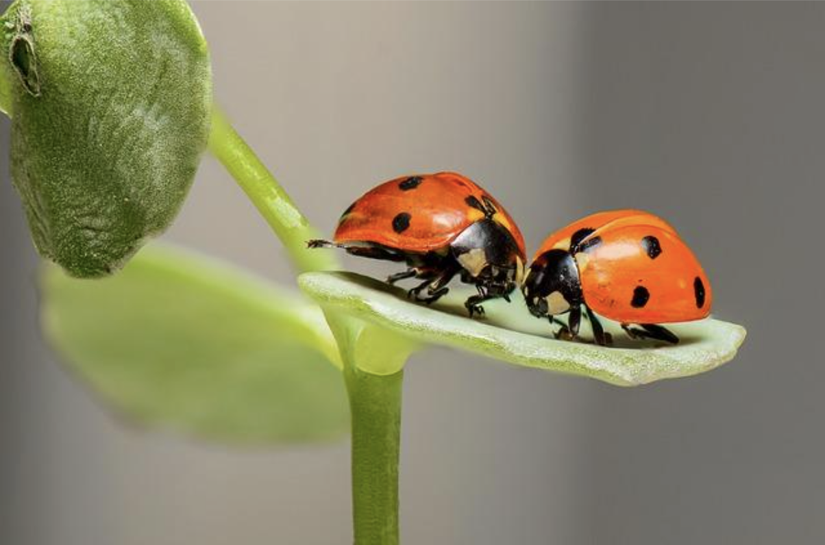 two-ladybugs-on-a-green-leaf