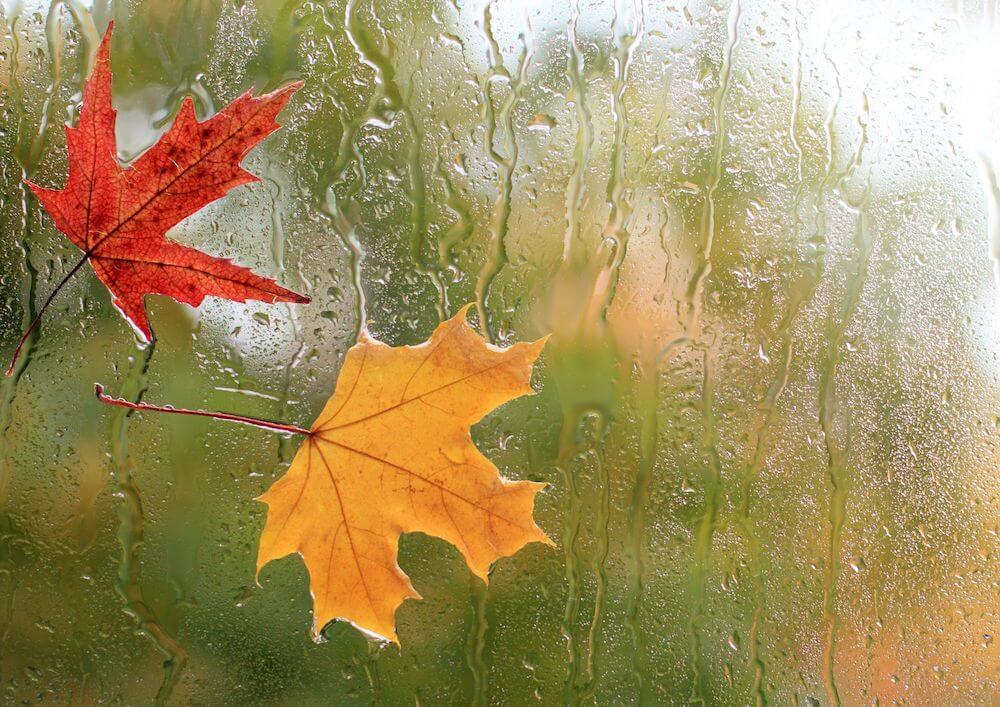 red-and-yellow-maple-leaves-on-a-glass-surface